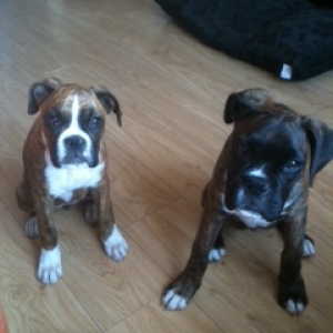 Frank and Roxy at 4 months