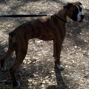 diesel_washington_oaks