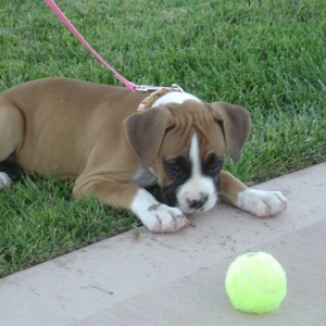 Tenweeksold