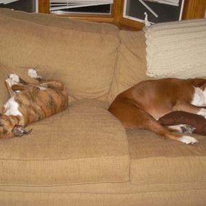 Bailey and Dexter