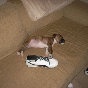 Little Dex