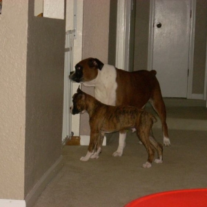 Monkey see, Monkey do