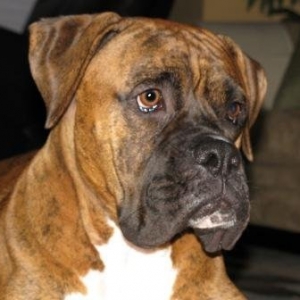 Cooper - RIP - 2008 to 2011
