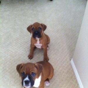Bailey (Front) and Guinness (Back)