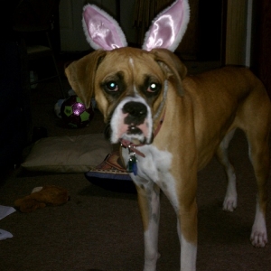 Bunny Dog