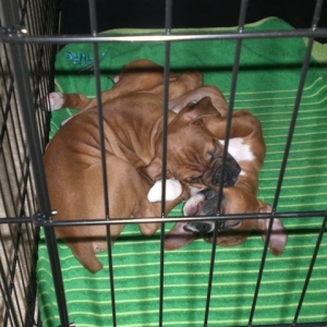 Wrestling or sleeping?