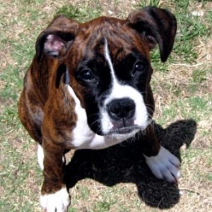 Sweet puppy