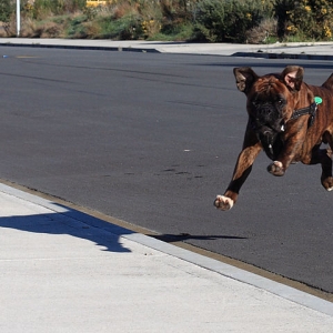 Airborne Harry