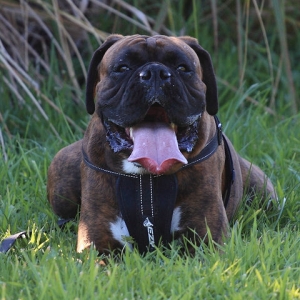 HarrySmiling