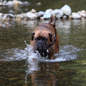 HarryInTheRiver