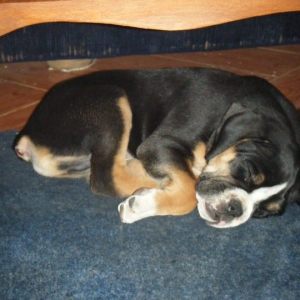 My puppy 1