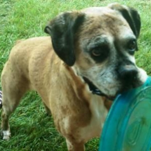 Molly playing frisbee...
