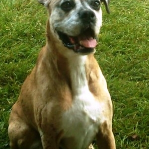Molly ready to fetch!