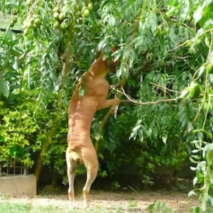 Fruit thief