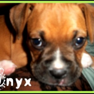 BabyGirl, Onyx!