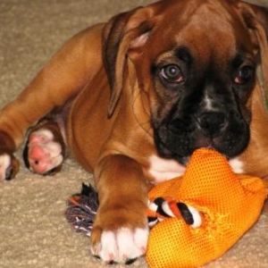 Bentley