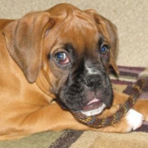 Bentley