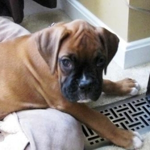 Bentley love the air conditioner vent