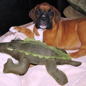My first night with my new family and I slept with a gator!