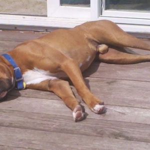 Rosco 2