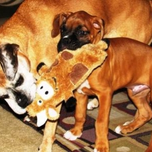 Molly & Bentley play tug o war