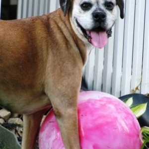 Molly loves her pink ball!