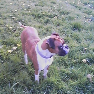 Leia picture