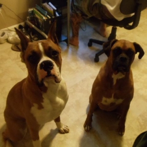 sage and chopper