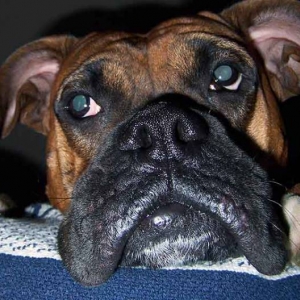 Mugsy