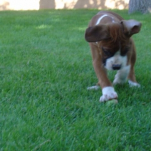 Dante playing