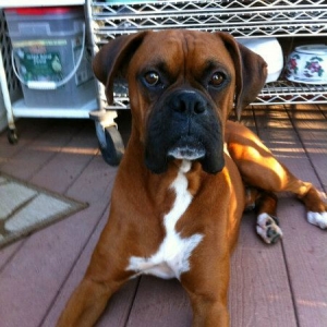 Diesel