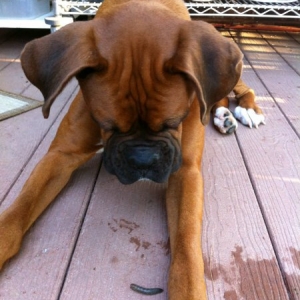 Diesel