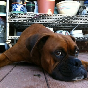 Diesel