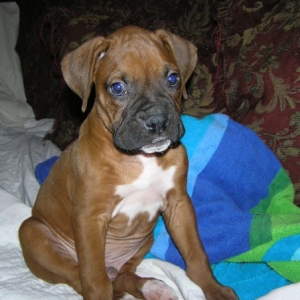 Diesel