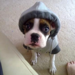 Diablow the little munchkin :)