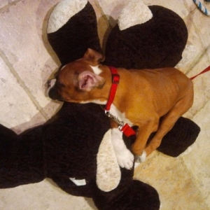 Rocky loves brother bear