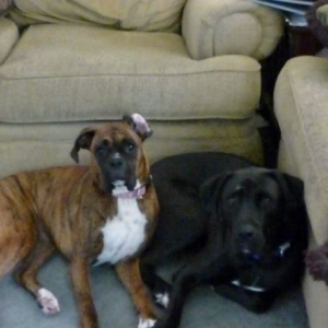 Our Boxer Pups (Grown-up)