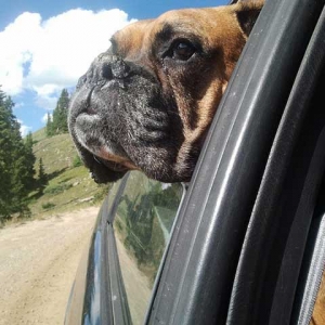 Maximus