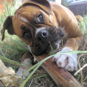 fudge_finds_firewood