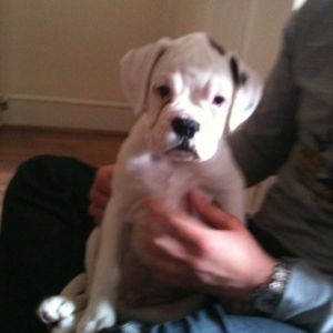 Alfie