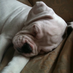 Alfie's first day at home