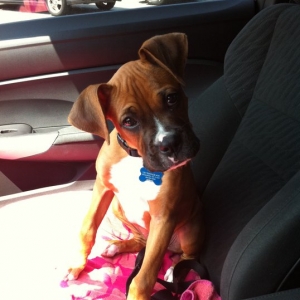 Baby Rex