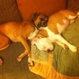 6month old Boxer Tex
