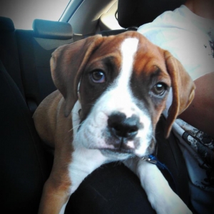 Bebe the Boxer