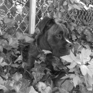 He loves to hang in the Ivy by the pool