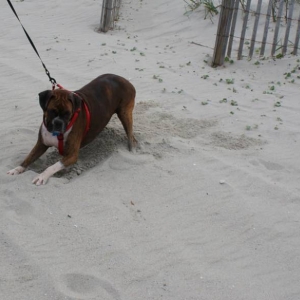 Jesse the digger