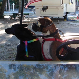 The Cruising Pups