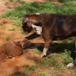 Jesse the Soccer dog