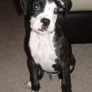Tux