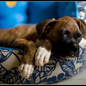 Sleepy patek